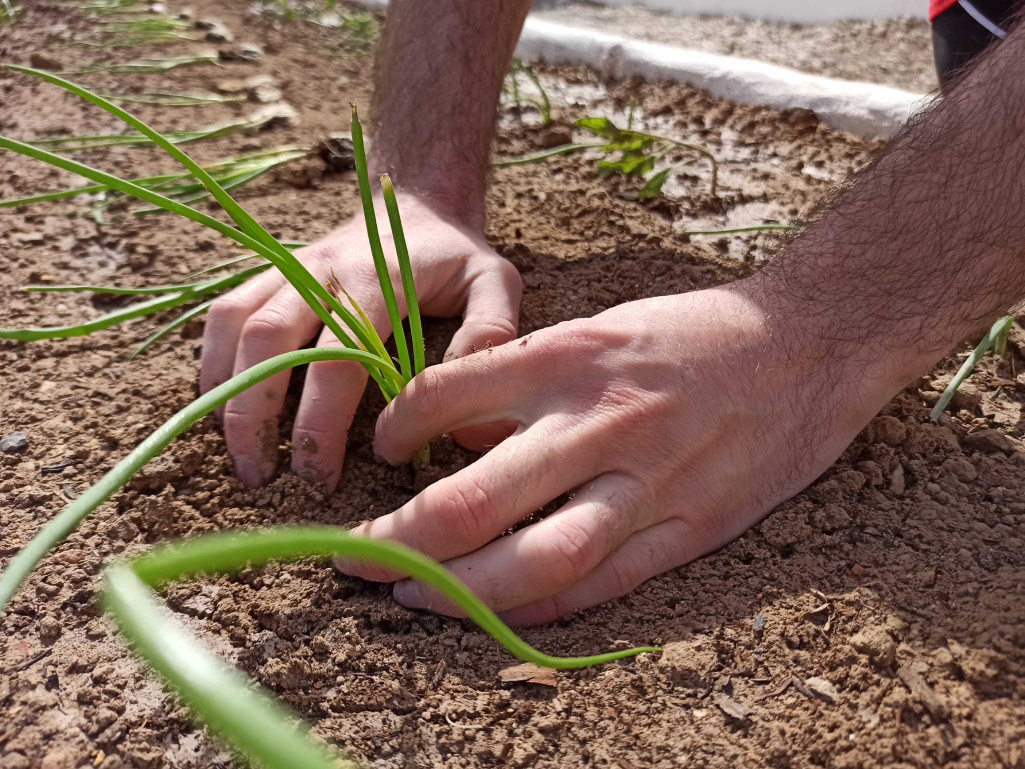 Actividades en el huerto del Cementerio
